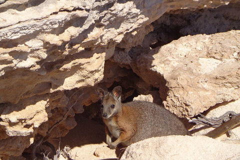 Shipwreck Special Full Day Tour Of The Abrolhos Islands - Pubs Adelaide 4