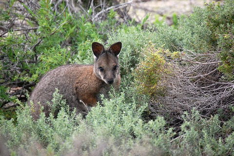 Pink Lake + Abrolhos Islands Nature Tour - Pubs Adelaide 1