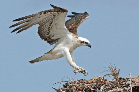 Pink Lake + Abrolhos Islands Nature Tour - Pubs Adelaide 3