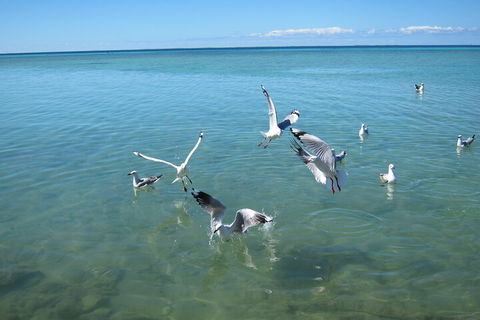 Pink Lake + Abrolhos Islands Nature Tour - Pubs Adelaide 5