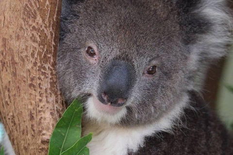 All Inclusive Blue Mountains Small-Group Day Trip From Sydney - Pubs Adelaide 1