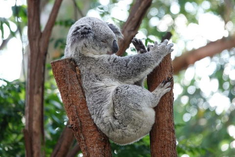 Small-Group Blue Mountains Tour With A Local Guide - Pubs Adelaide 2