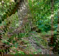 Private Daintree Mossman Gorge Exclusive Nature and Wildlife Focus - Pubs Adelaide