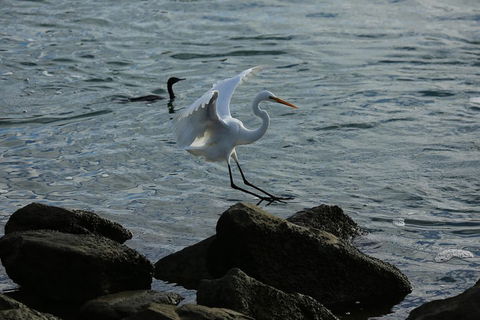 Kayak Tour In Adelaide Dolphin Sanctuary - Pubs Adelaide 1