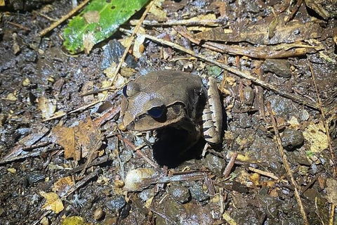 Evening Rainforest & Glow Worm Experience - Pubs Adelaide 1