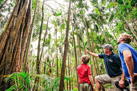 Natural Bridge & Springbrook Waterfalls Tour + Hot Air Balloon With Breakfast - Pubs Adelaide 5