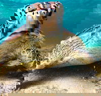 Sail Snorkel SUP  Kayak Charter Whitsundays - Pubs Adelaide