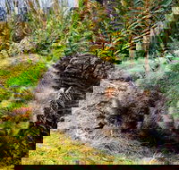 Cradle Mountain National Park Day Tour from Launceston - Pubs Adelaide