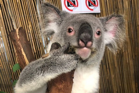 Kuranda Tour Deluxe Course With Kuranda 3 Zoos Or Free Course - Pubs Adelaide 0