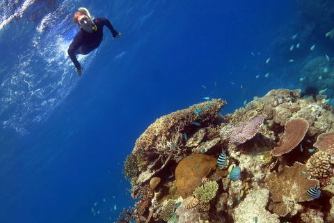 Silverswift Outer Great Barrier Reef Dive And Snorkel Cruise From Cairns - Pubs Adelaide 3