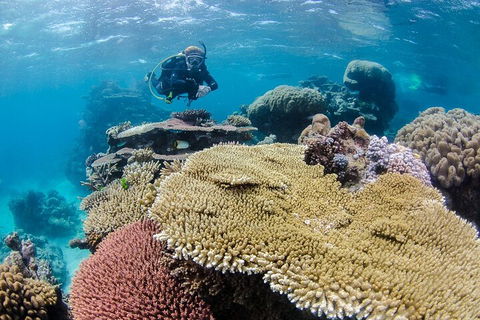 Silverswift Outer Great Barrier Reef Dive And Snorkel Cruise From Cairns - Pubs Adelaide 5