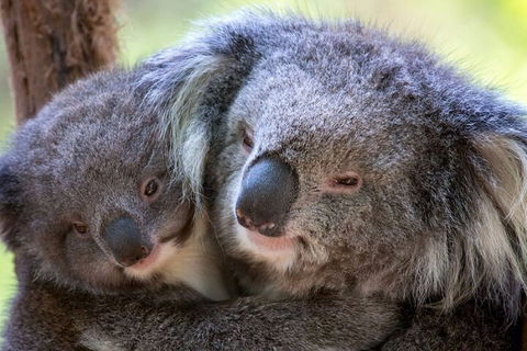 Half-Day Or Full-Day Tour With Private Guide From Melbourne - Pubs Adelaide 1