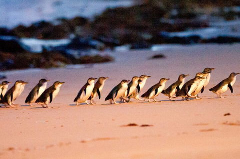Half-Day Or Full-Day Tour With Private Guide From Melbourne - Pubs Adelaide 5