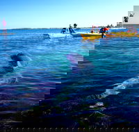 Penguin and Seal Islands Sea Kayaking Experience - Pubs Adelaide