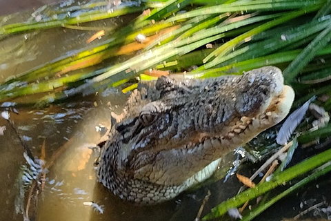 Litchfield Park Adventures And Jumping Crocodile Cruise + Butterfly Farm - Pubs Adelaide 4