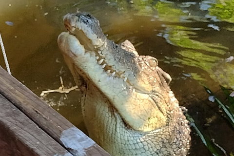 Litchfield Park Adventures And Jumping Crocodile Cruise + Butterfly Farm - Pubs Adelaide 5