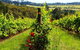 Mornington Peninsula Sightseeing Tour For 2-6 Guests. - thumb 3