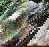Private Blue Mountains and Wildlife Park Tour from Sydney with Barbecue Lunch - Pubs Adelaide