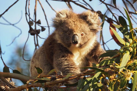 2-Hour Koala Walking Tour In Kangaroo Island - Pubs Adelaide 0