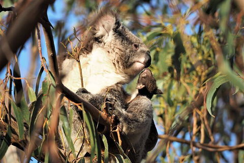 2-Hour Koala Walking Tour In Kangaroo Island - Pubs Adelaide 1