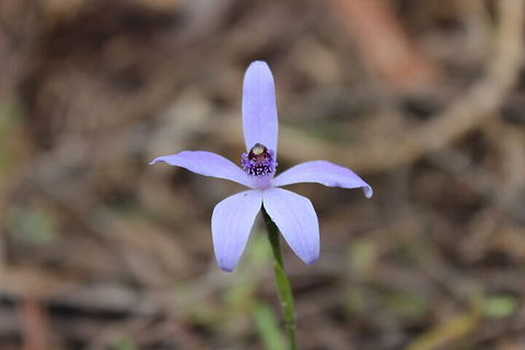 2-Hour Koala Walking Tour In Kangaroo Island - Pubs Adelaide 2
