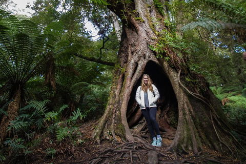 Great Ocean Road Small-Group Ecotour From Melbourne - Pubs Adelaide 4