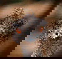 Currumbin Wildlife Sanctuary General Entry Ticket - Pubs Adelaide