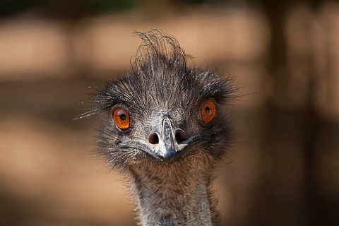 Currumbin Wildlife Sanctuary General Entry Ticket - Pubs Adelaide 0