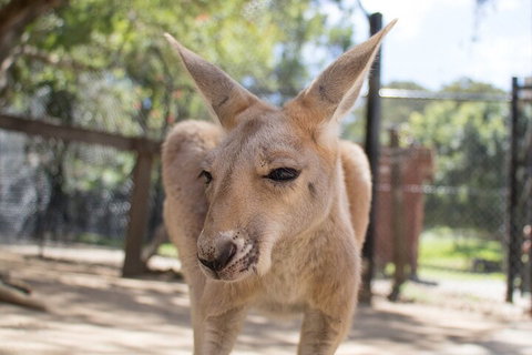 Currumbin Wildlife Sanctuary General Entry Ticket - Pubs Adelaide 2