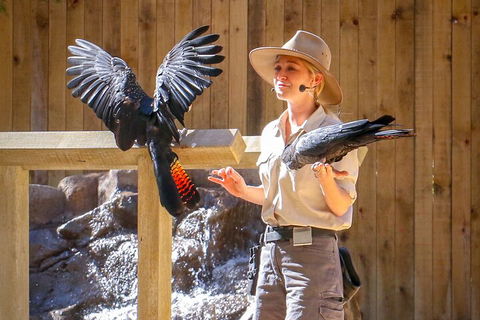 Currumbin Wildlife Sanctuary General Entry Ticket - Pubs Adelaide 4