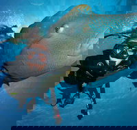 Great Barrier Reef Snorkeling and Diving Cruise from Cairns - Pubs Adelaide