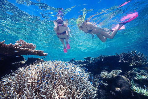 Great Barrier Reef Scenic Helicopter Tour And Cruise From Cairns - Pubs Adelaide 3