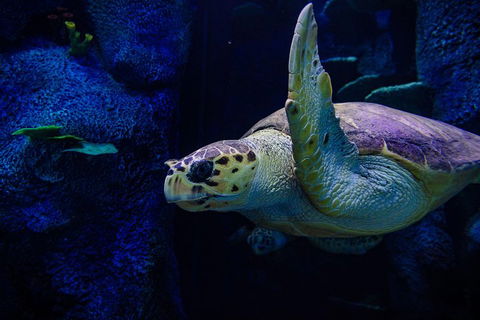 Sydney Attractions Pass: SEA LIFE Aquarium, Sydney Tower Eye, WILD LIFE Zoo And Madame Tussauds - Pubs Adelaide 1