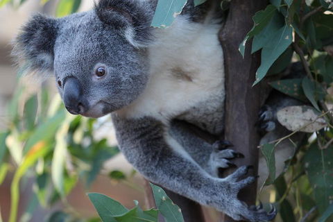 Sydney Attractions Pass: SEA LIFE Aquarium, Sydney Tower Eye, WILD LIFE Zoo And Madame Tussauds - Pubs Adelaide 2