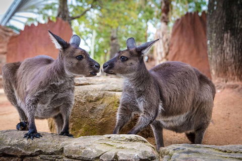 Sydney Attractions Pass: SEA LIFE Aquarium, Sydney Tower Eye, WILD LIFE Zoo And Madame Tussauds - Pubs Adelaide 5