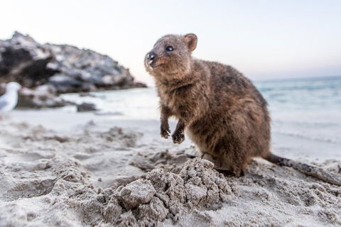 Fremantle To Rottnest Island Roundtrip Ferry Ticket - Pubs Adelaide 1