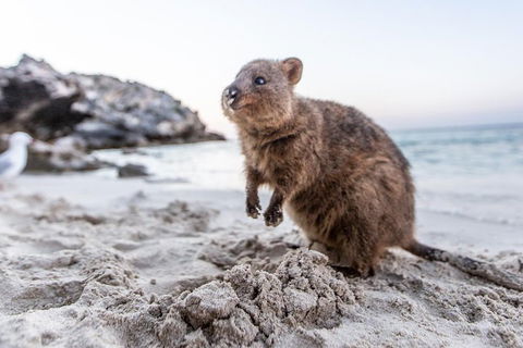 Rottnest Island All-Inclusive Grand Island Tour From Fremantle - Pubs Adelaide 2