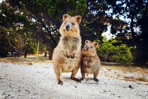 Rottnest Island All-Inclusive Grand Island Tour From Fremantle - Pubs Adelaide 5
