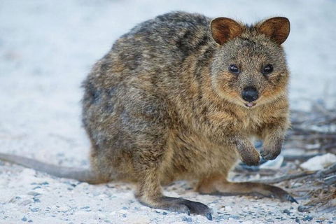Rottnest Island Bayseeker Day Trip From Perth - Pubs Adelaide 2