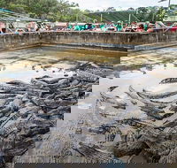 Hartley's Crocodile Adventures Day Trip from Cairns - Pubs Adelaide