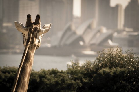 Sydney Harbour Hop On Hop Off Cruise With Taronga Zoo Entry - Pubs Adelaide 5