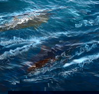 Sydney Whale-Watching Cruise - Pubs Adelaide