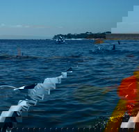 Mornington Peninsula Kayak Coastline Tour of Dolphin Sanctuary - Pubs Adelaide