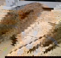 Wave Rock Pinnacles and Rottnest One Day Aeroplane Tour - Pubs Adelaide