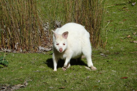 7-Day Super Value Tour Of Tasmania: Explore Tasmania's West And East Coasts - Pubs Adelaide 1