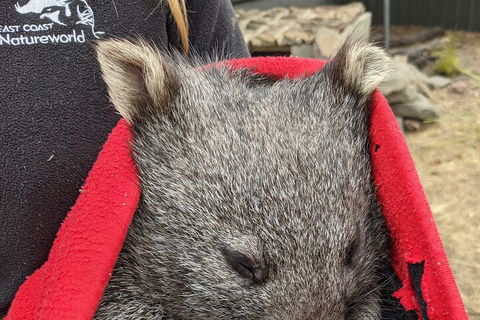 2-Day Tas East Coast Escape Tour Including Bay Of Fires, Wineglass Bay & Devils - Pubs Adelaide 3