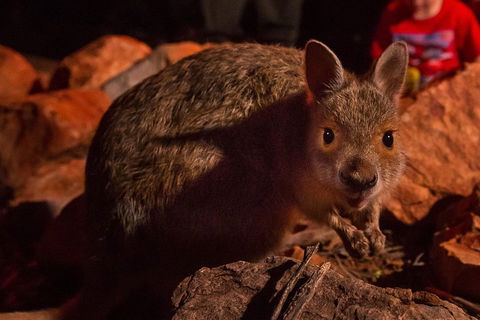 Alice Springs Desert Park Nocturnal Tour - Pubs Adelaide 3