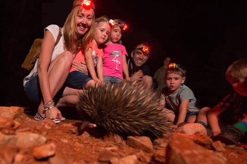 Alice Springs Desert Park Nocturnal Tour - Pubs Adelaide 5