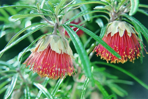 Full-Day Pinnacles Desert And Yanchep National Park Tour From Perth - Pubs Adelaide 1