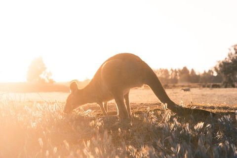 Small Group - 12 Apostles, Otways & Great Ocean Road Day Tour From Melbourne - Pubs Adelaide 0